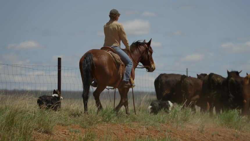 Woman riding a horse with the help of two dogs guiding a group of angus through the field on the farm