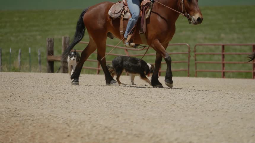 Two dogs following a horse rider as they approach a cow