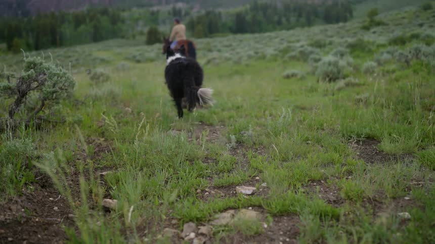 A black and white sheepdog runs after a horseback rider on a grassy hillside