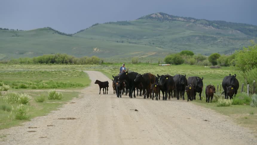 Angus walking down a dirt road being guided by a horseback rider in a setting with mountains in the background