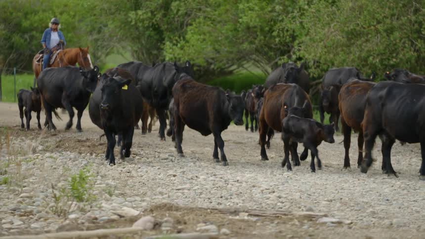 Herd of cattle being guided along a gravel path by people on horseback