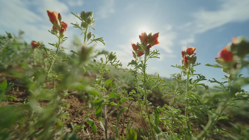 A plant wit small flowers sways gently in the breeze on a sunny day
