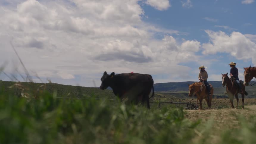 Four relaxed horseriders talk to each other while driving forward a small herd of cows