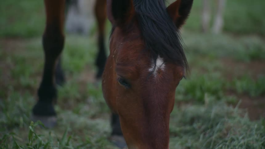 The face of a brown horse that is feeding on grass