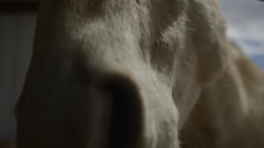 The face of a white horse that is chewing something