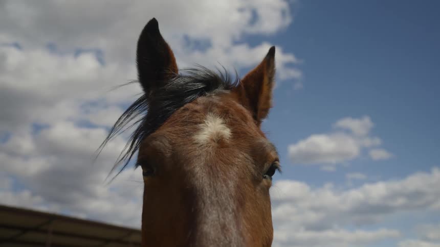 A horses mane blows in the wind while it stands outdoors near a structure
