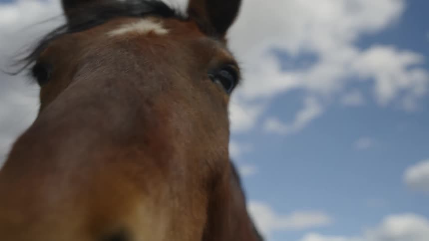 A closeup of a horses headagainst a cloudy blue sky