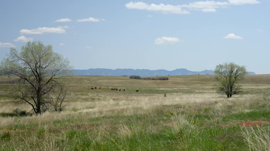 Natural landscape of a pasture with animals in the background