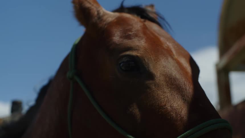 A horse wearing a bridle turns its head away from a structure