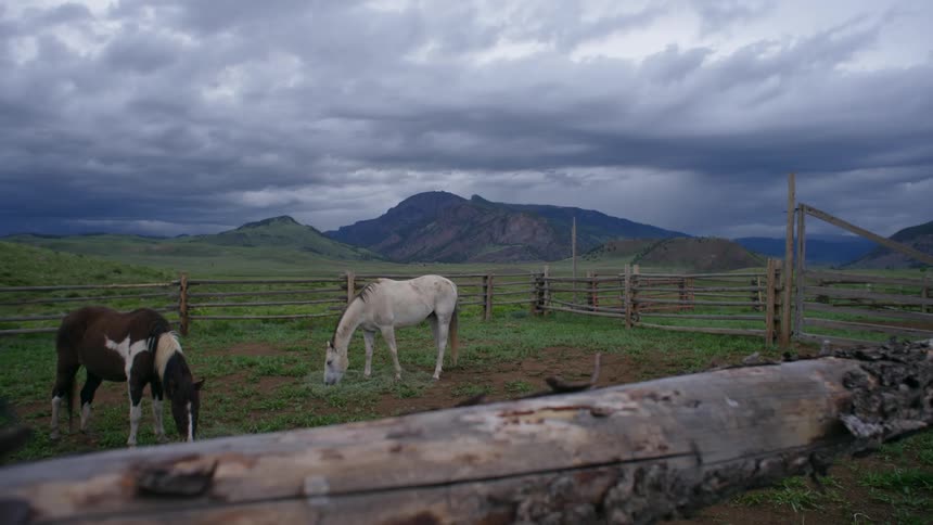 Two horses one white and one brown and white grazing inside a fenced in the countryside