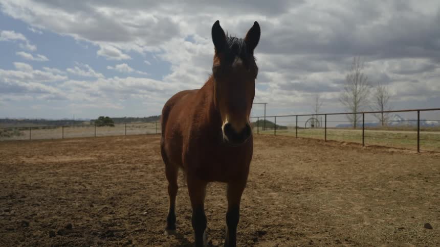 A brown horse stands very calmly while in an enclosure