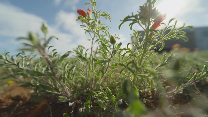 Flowering plant in the foreground and in the background a truck with a moving container