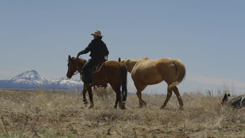 A person riding a horse and holding onto another with a rope is walking in a field and there is a dog accompanying them