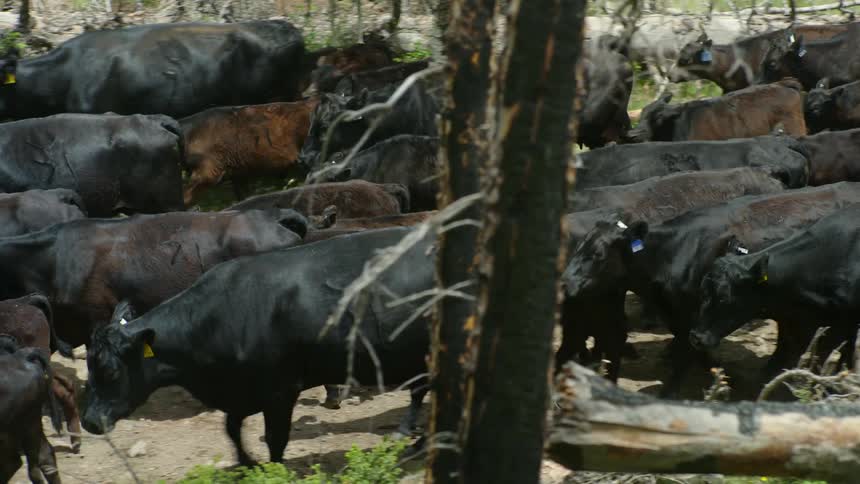 Group of angus of different sizes walking in the same direction on the farm