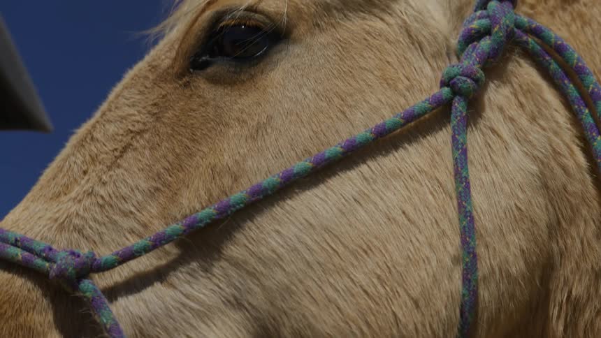 Side view of a horse with beige skin and fur