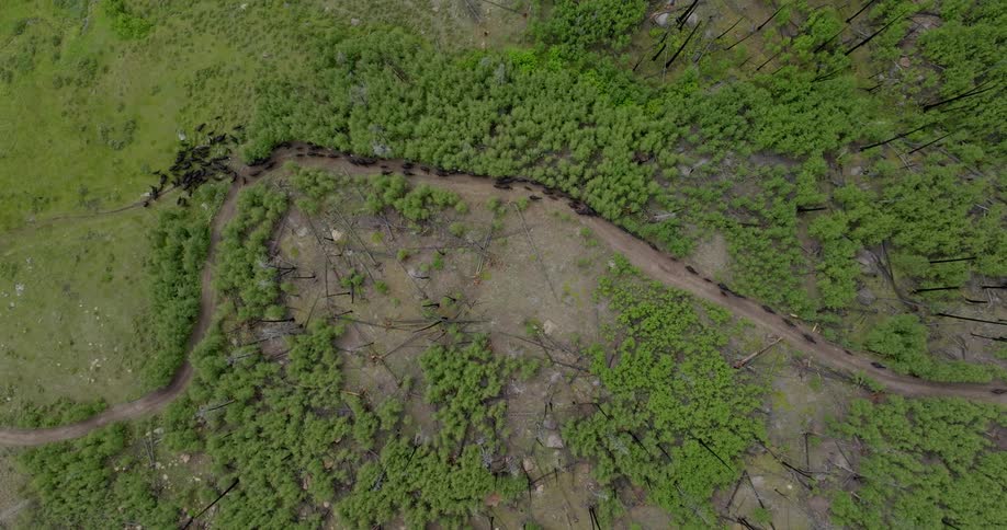 A herd of cattle moves down a dirt road near a forest