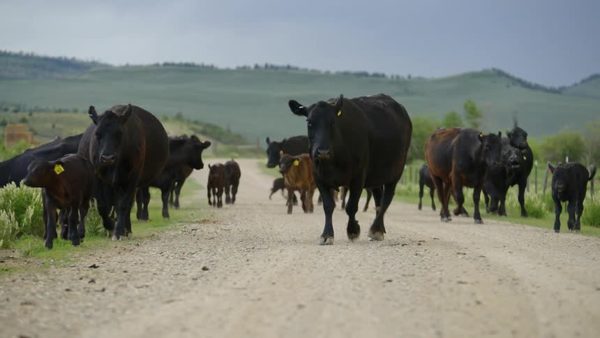 An open clip of two horse riders herding some cows