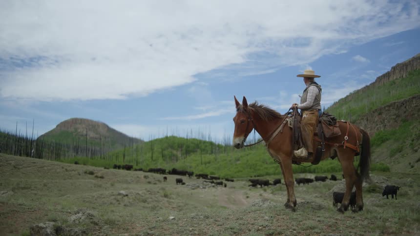 A man sits on the back of a horse in a field with cows