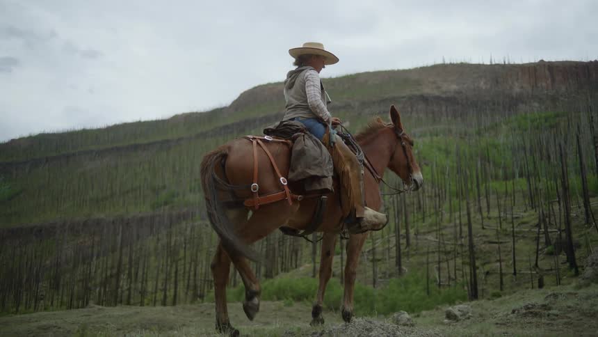 A person wearing a cowboy hat is sitting on top of a brown horse that is standing still