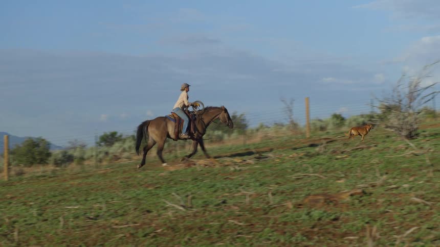 Person riding a horse in an open field with a dog running alongside under a clear sky