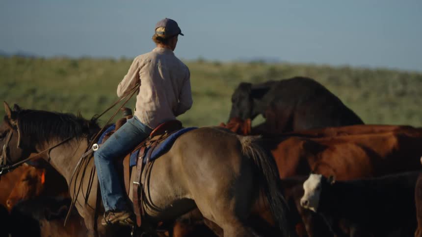Woman riding a horse and guiding oxen in a pasture