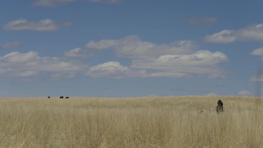 A farmer accompanied by dogs rides a horse over a grassy plain with livestock in the background