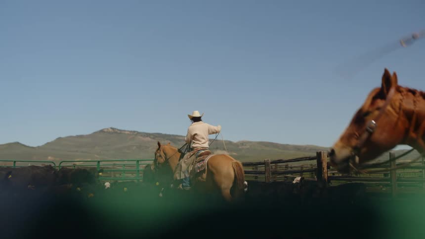 Two men on horses riding among cattle spinning their ropes preparing to lasso an animal