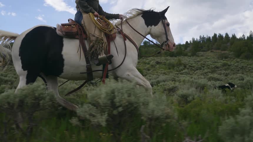Person riding a black and white horse through a pasture with mountains in the background and accompanied by a dog