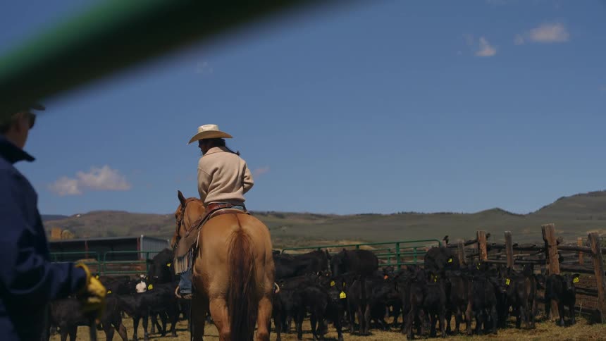 A horse rider turns their head from a man behind them to a herd of cattle fenced in in front of them