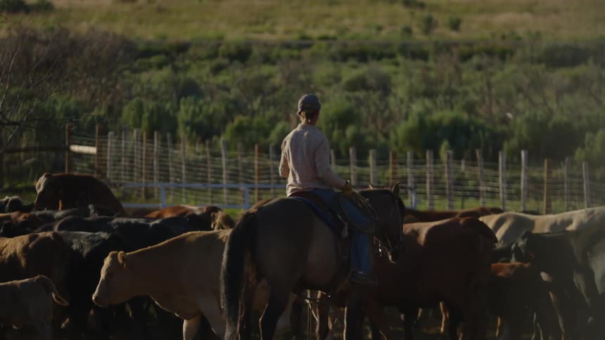 Woman on horseback guiding animals on a farm