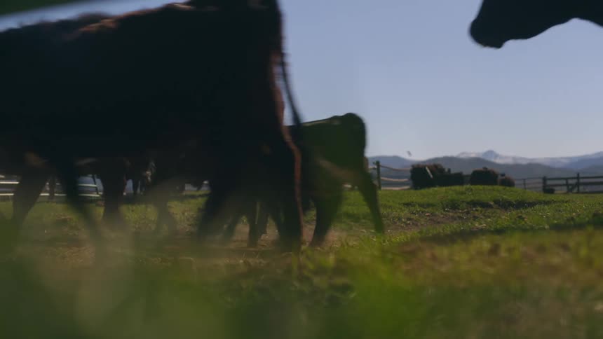Cattle moves around on grass inside of a fenced enclosure
