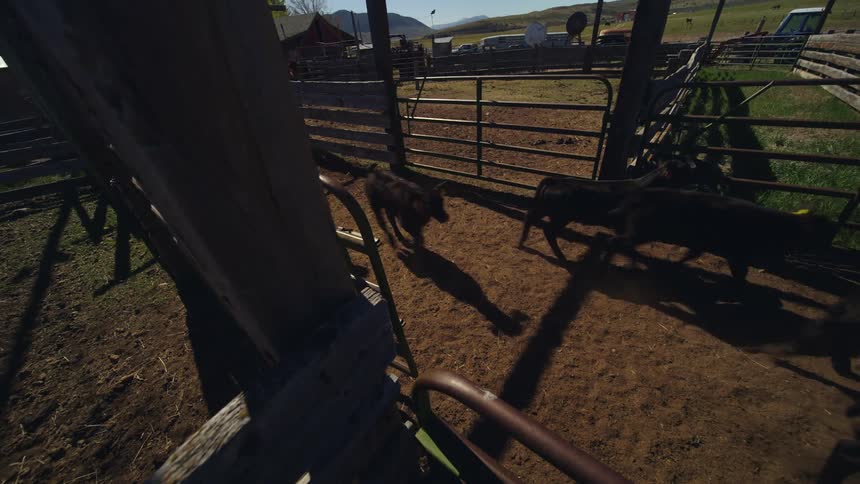 Livestock runs through a metal pen on a farm