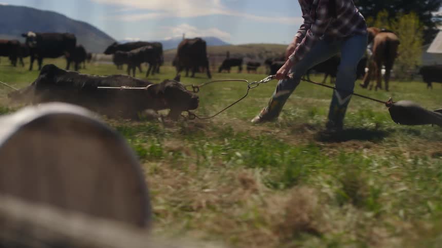 Angus puppy being dragged on a rope through the grass and two people tying him up