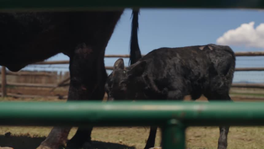 A black calf walking next to a cow on a ranch