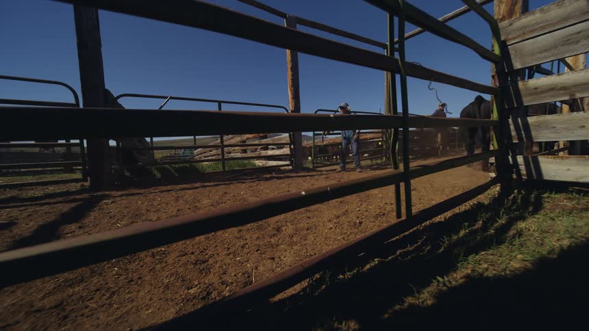 Cowhands herd cattle into pens on a sunny day