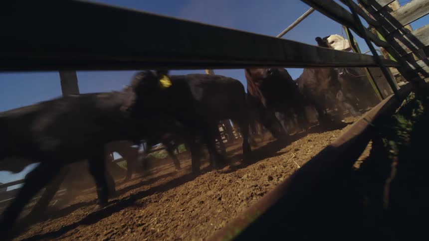 Group of different sized angles passing through a wooden fence corridor on the farm