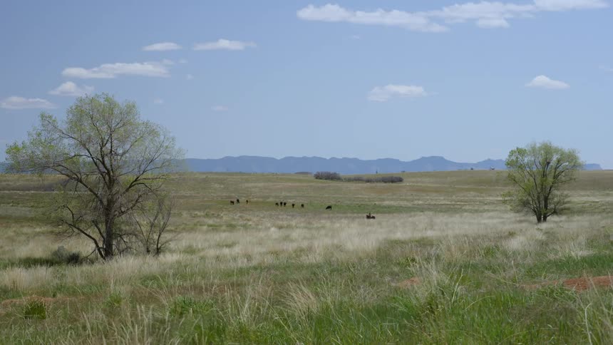 Flat pasture with animals in the background