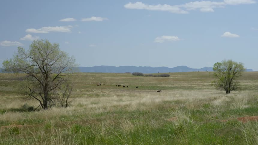 Landscape of a pasture with animals in the background