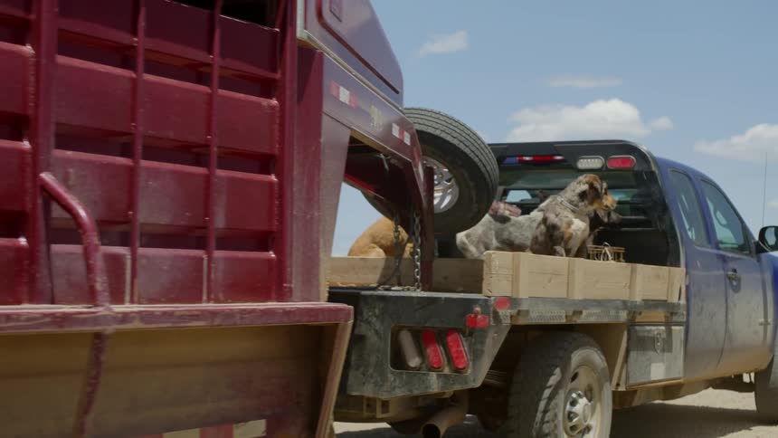 Two dogs sitting on the flatbed of a blue pickup truck pulling a red trailer