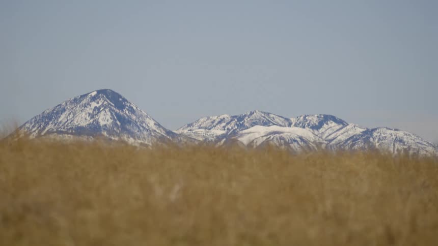Landscape with a vast field of golden grass in the foreground and a range of snowcapped mountains in the background under a clear blue sky