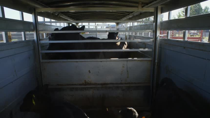 A small group of cows enter a confined trailer and the doors behind them is closed