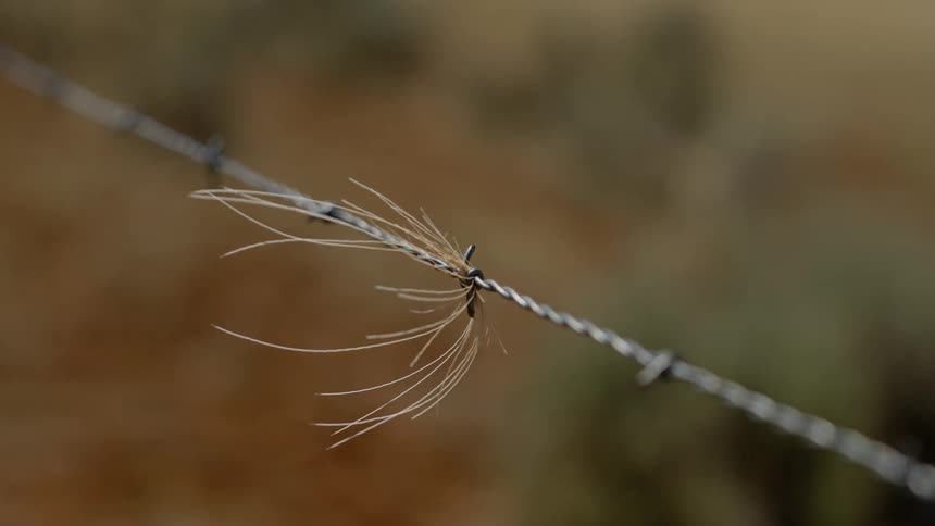 Barbed wire fence of a farm with dried plants stuck to it