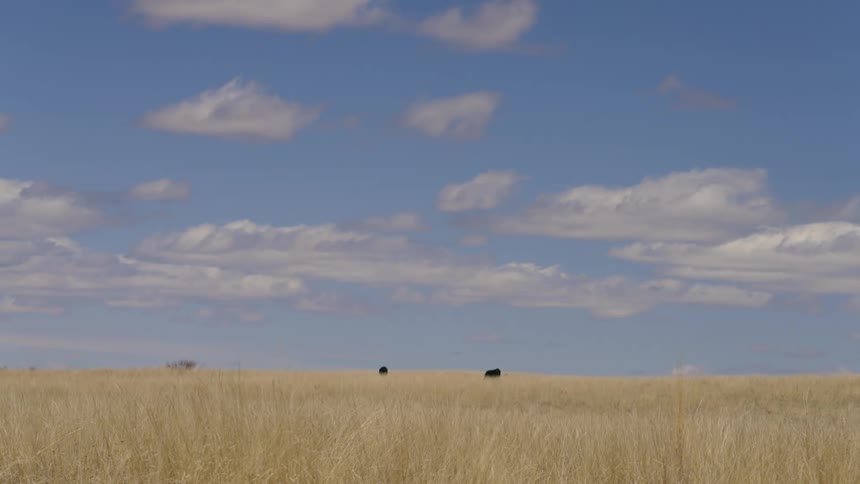 Landscape of a field with dry grass and animals in the background
