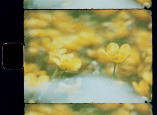 Set of yellow flowers