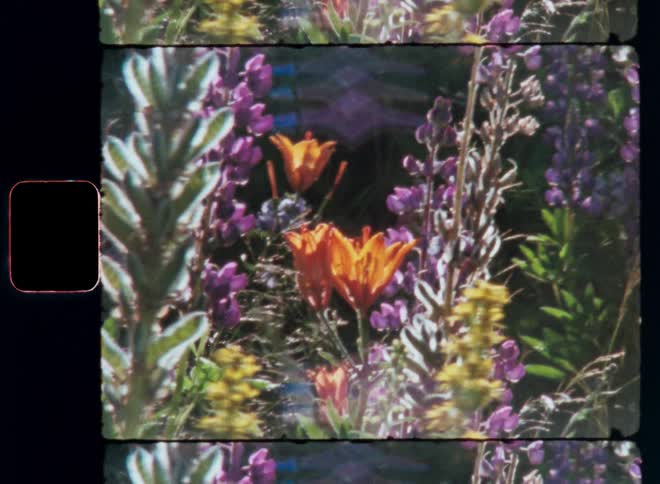 A closeup of a vibrant field of wildflowers