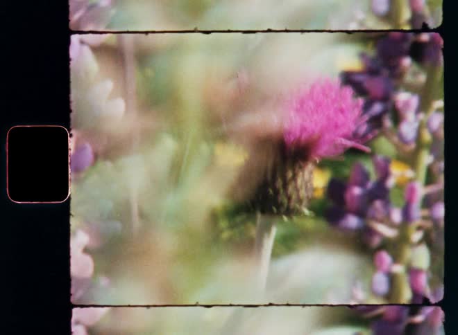 A shaky film of flowers in a garden