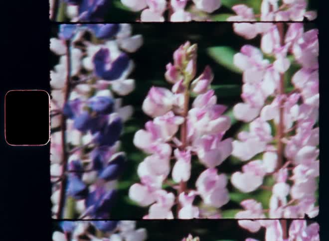 Purple pink and white flowers grow the day time sun