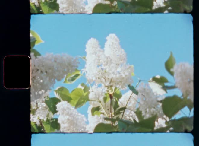 White lilac blossoms against a bright blue sky