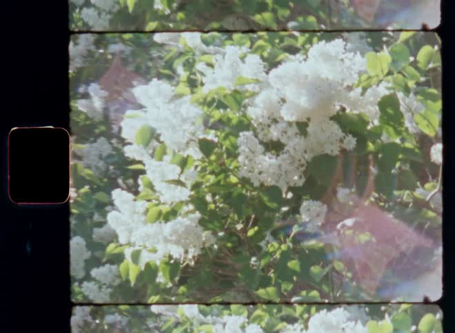 A white flowering bush on a bright sunny day