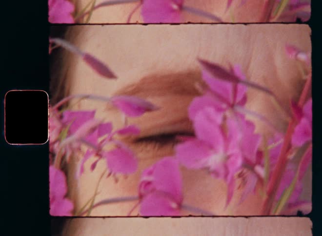 Closeup of a girl’s eye among small pink flowers of the fireweed plant looking straight into the vintage Super-8 camera as symbol for the visual sense and sensory impression or perception on vintage film footage